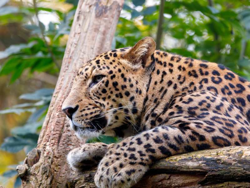 Sri Lanka safari tours