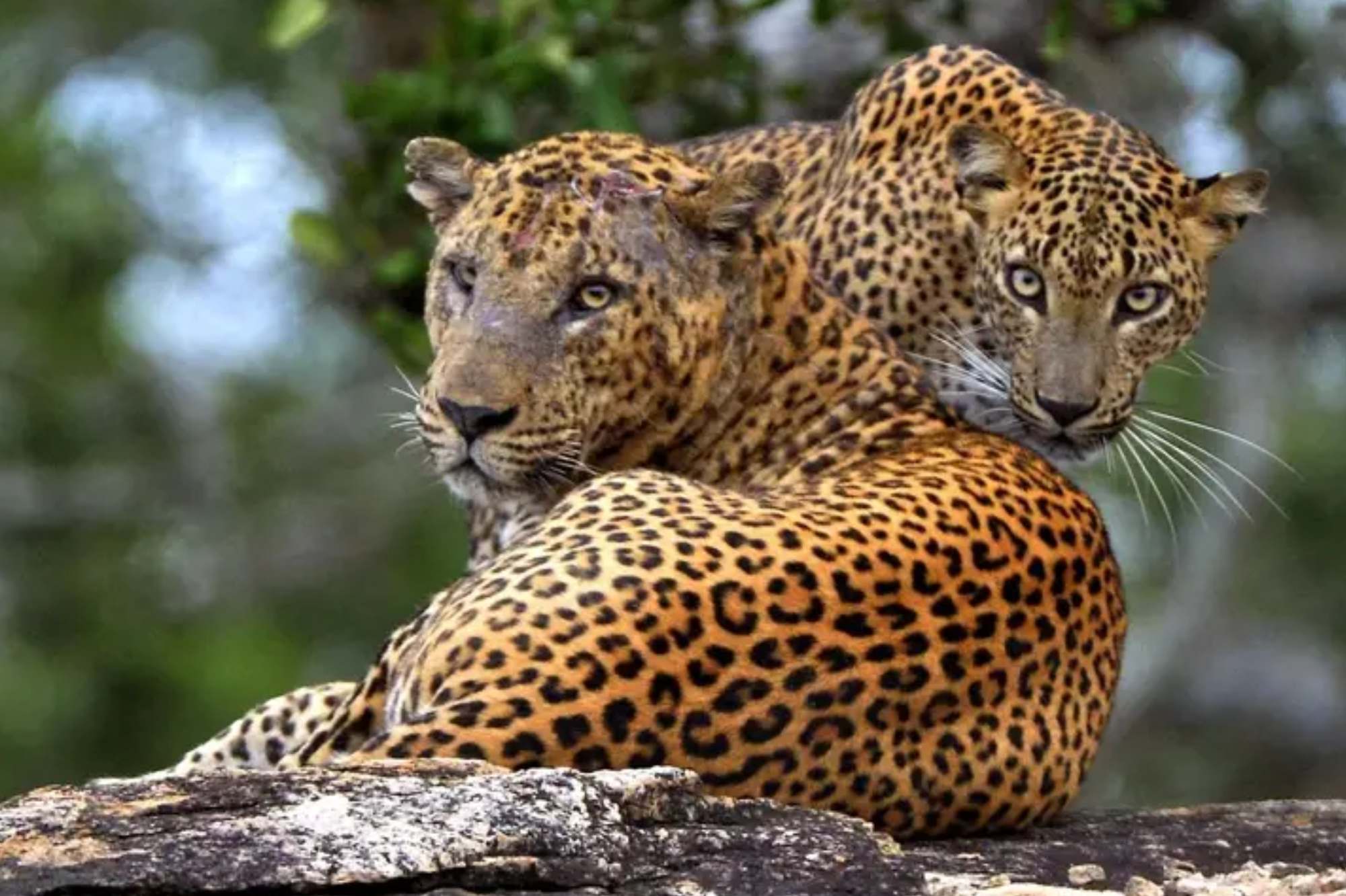 sri lanka